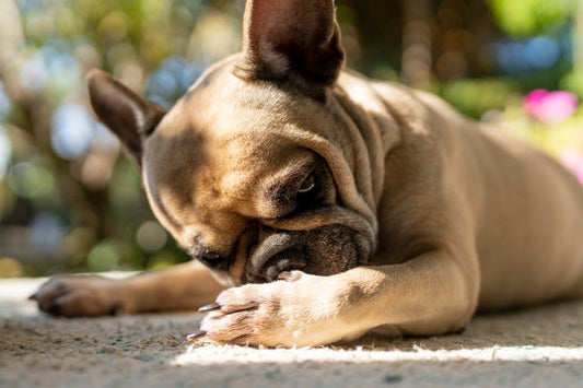 Combatting Seasonal Allergies in Dogs and Cats