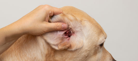 Why is My Dog’s Ear Swollen?