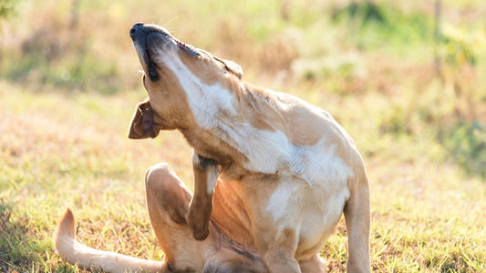 a brown dog scratching its back