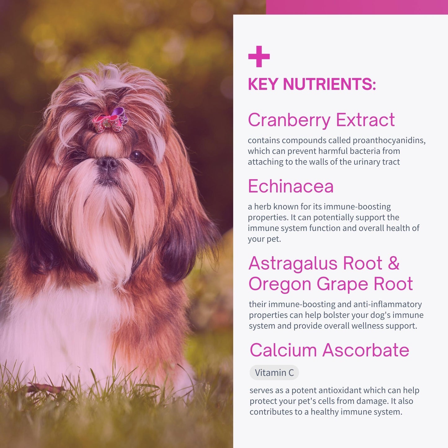 Cranberry Extract Plus Soft Chews for Dogs