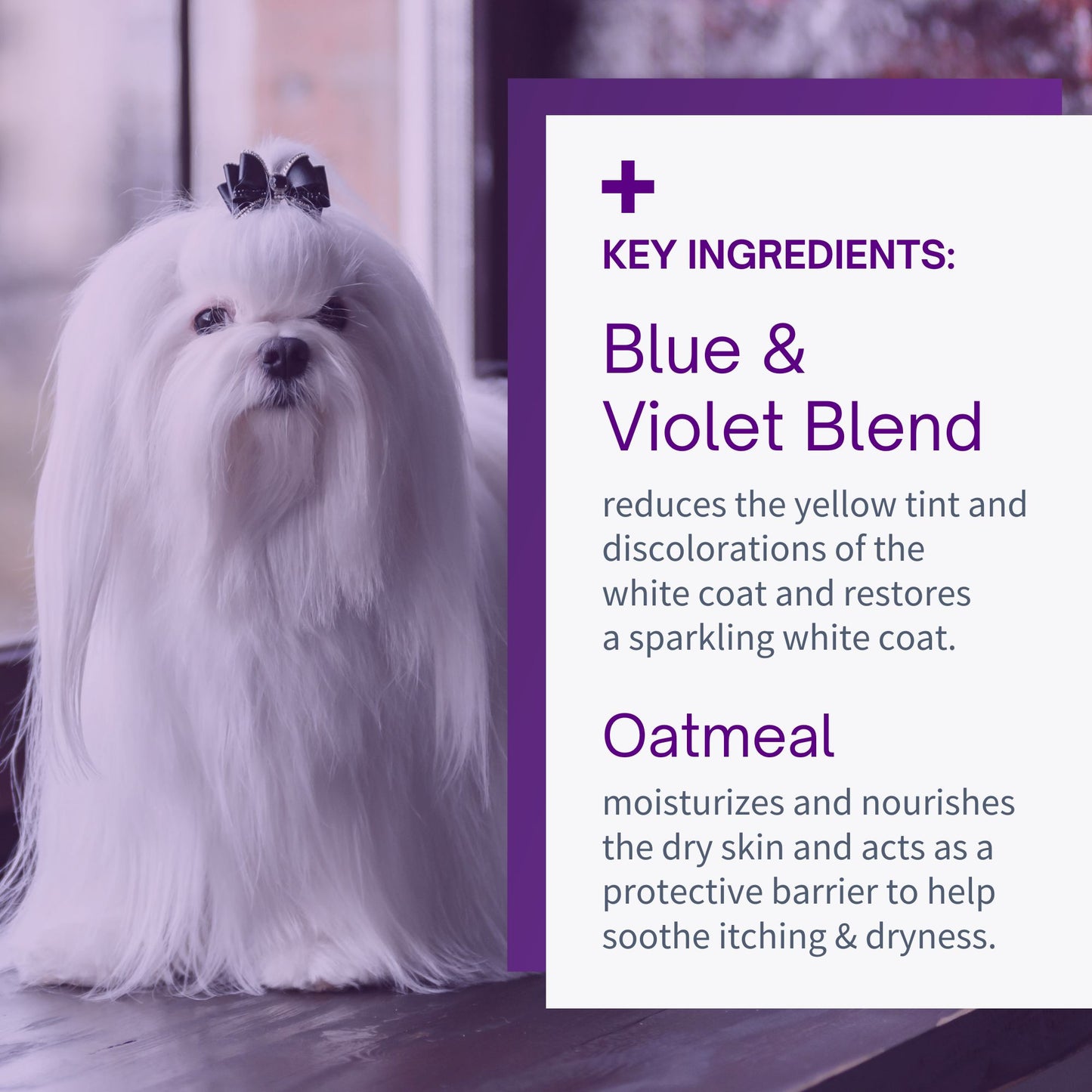 Whitening & Brightening Shampoo for Dogs - 12oz