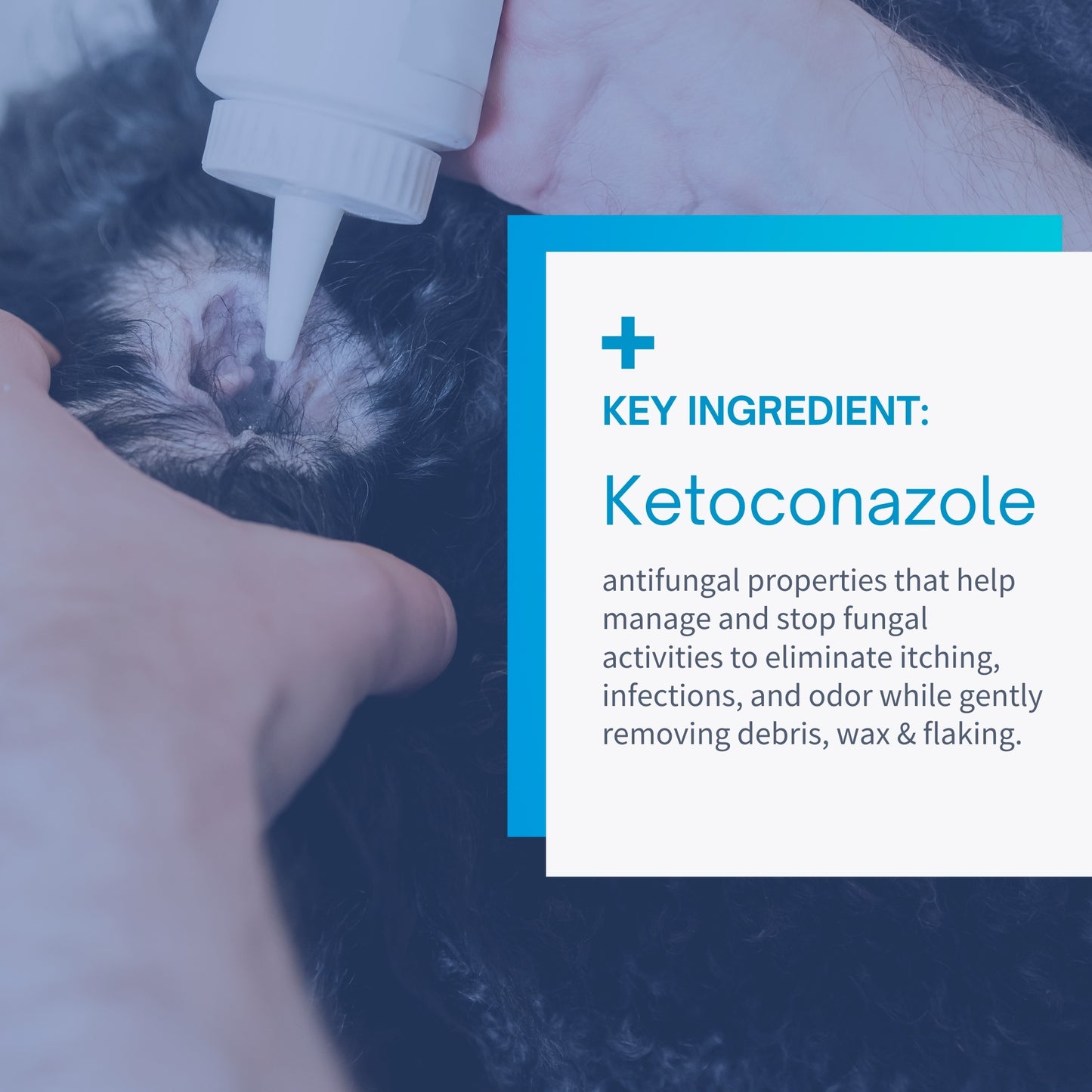 Medicated Ear Flush for Dogs & Cats - 8oz