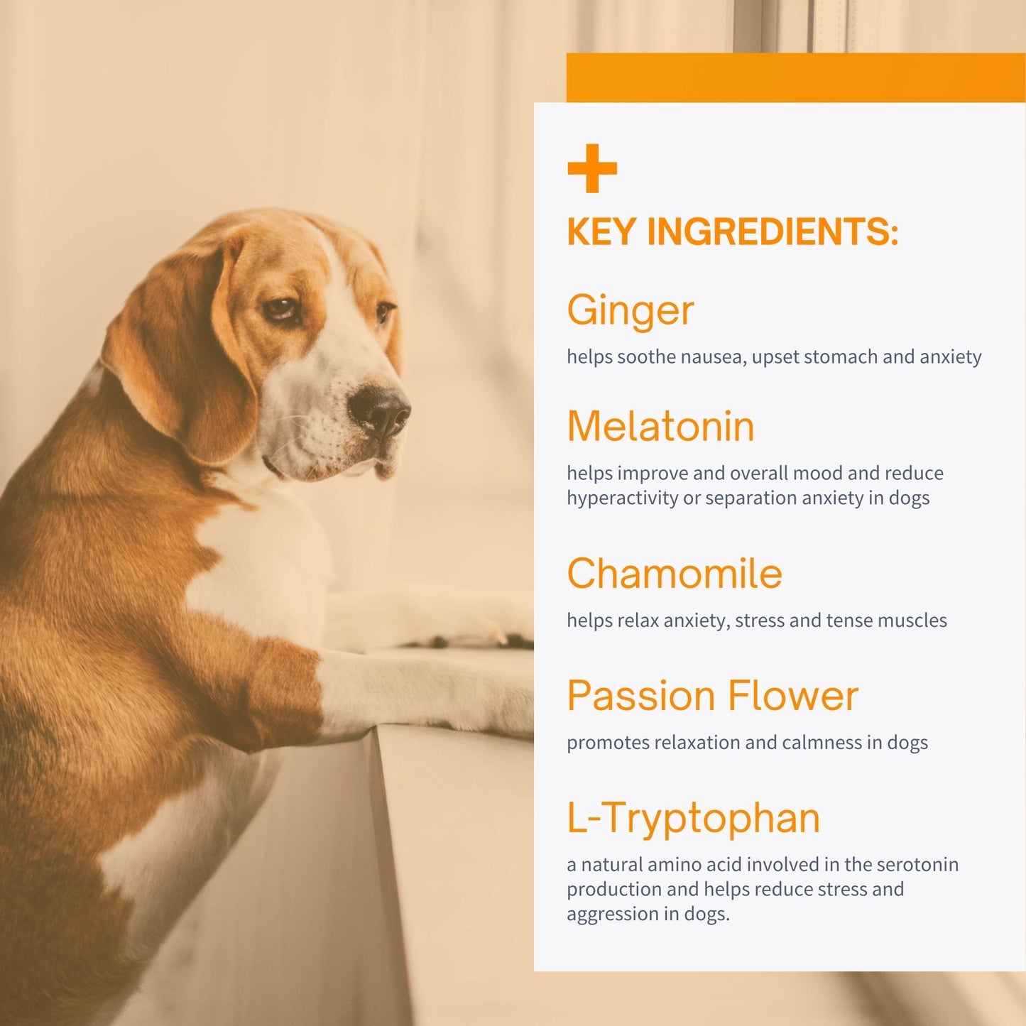 SensoVet Calming Melatonin Ginger Chews Supplement for Dogs