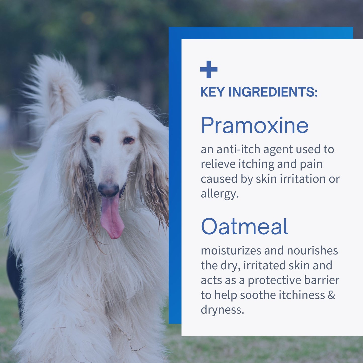 Pramoxine Shampoo for Dogs & Cats - 16oz