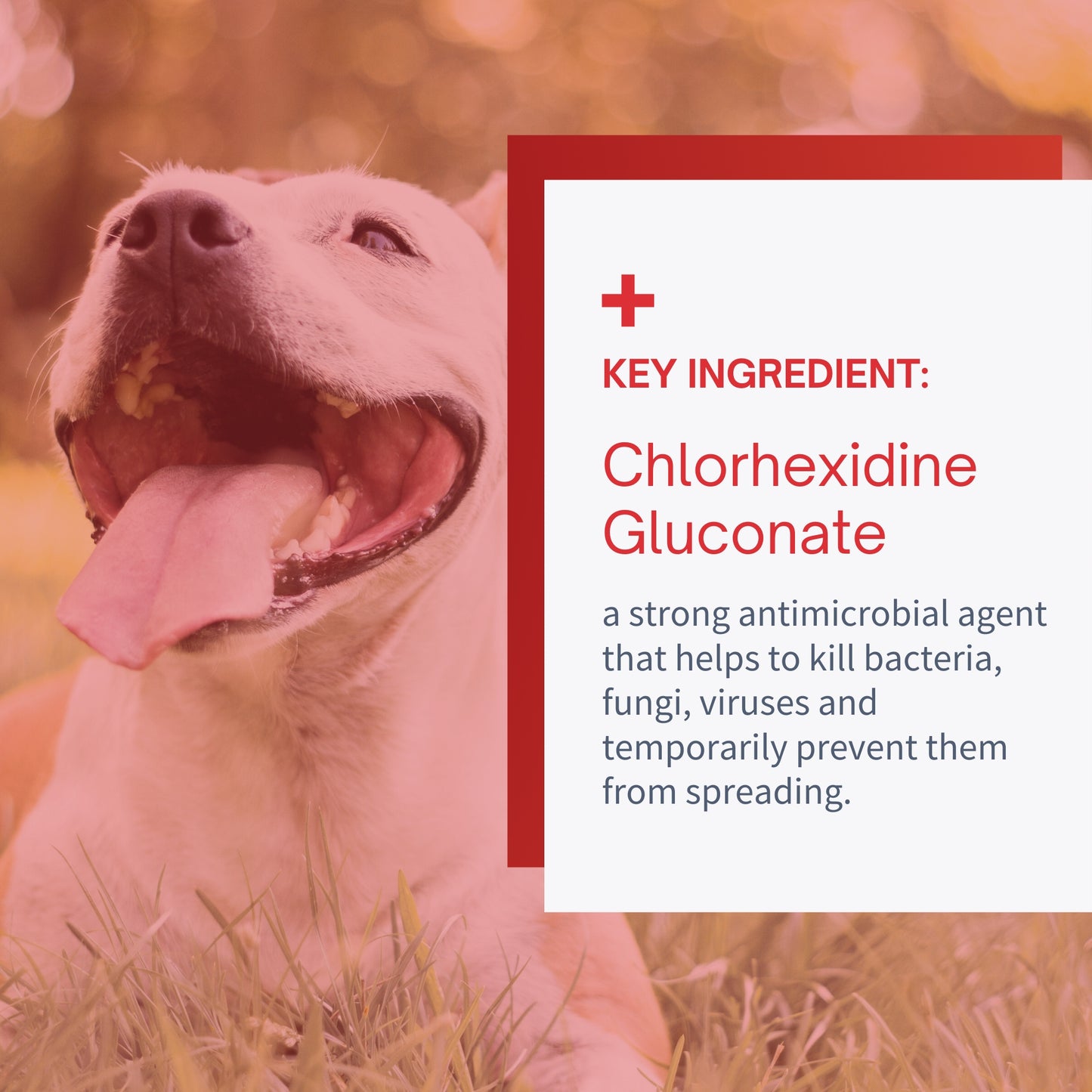 Chlorhexidine Wound First Aid Flush for Dogs & Cats - 4oz