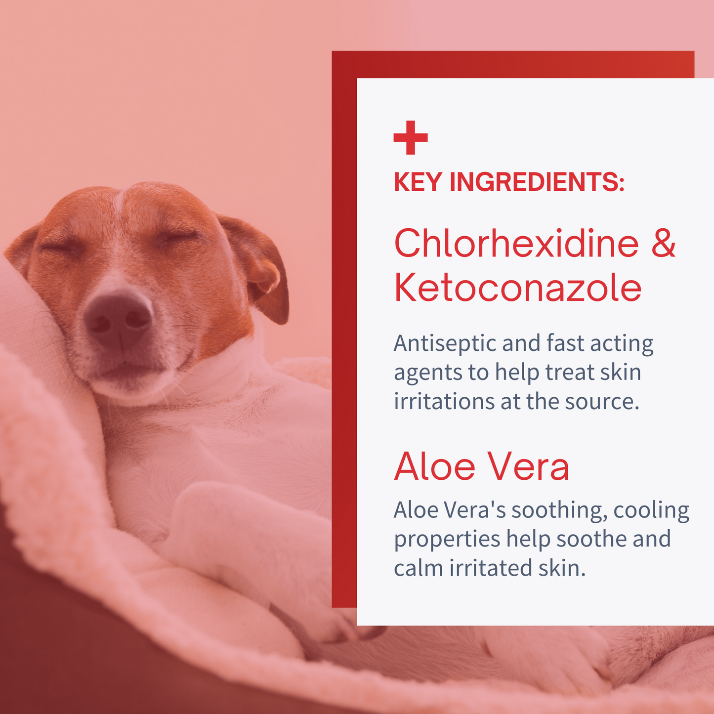 Antiseptic Hot Spot & Rash Spray for Dogs & Cats - 8oz