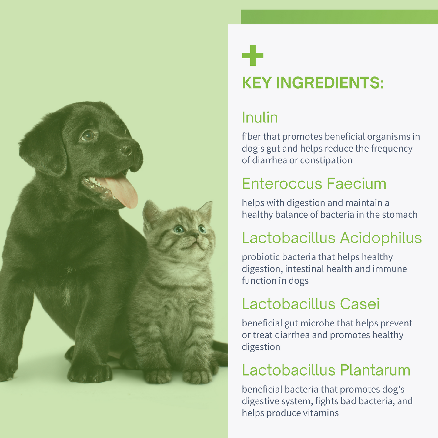 Prebiotic & Probiotic Oral Paste for Dogs & Cats - 30cc
