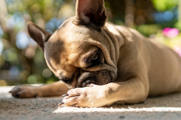 Combatting Seasonal Allergies in Dogs and Cats (2026)