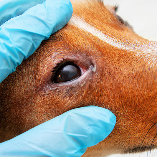 Is Boric Acid Safe for Dogs' Eyes? A Comprehensive Guide