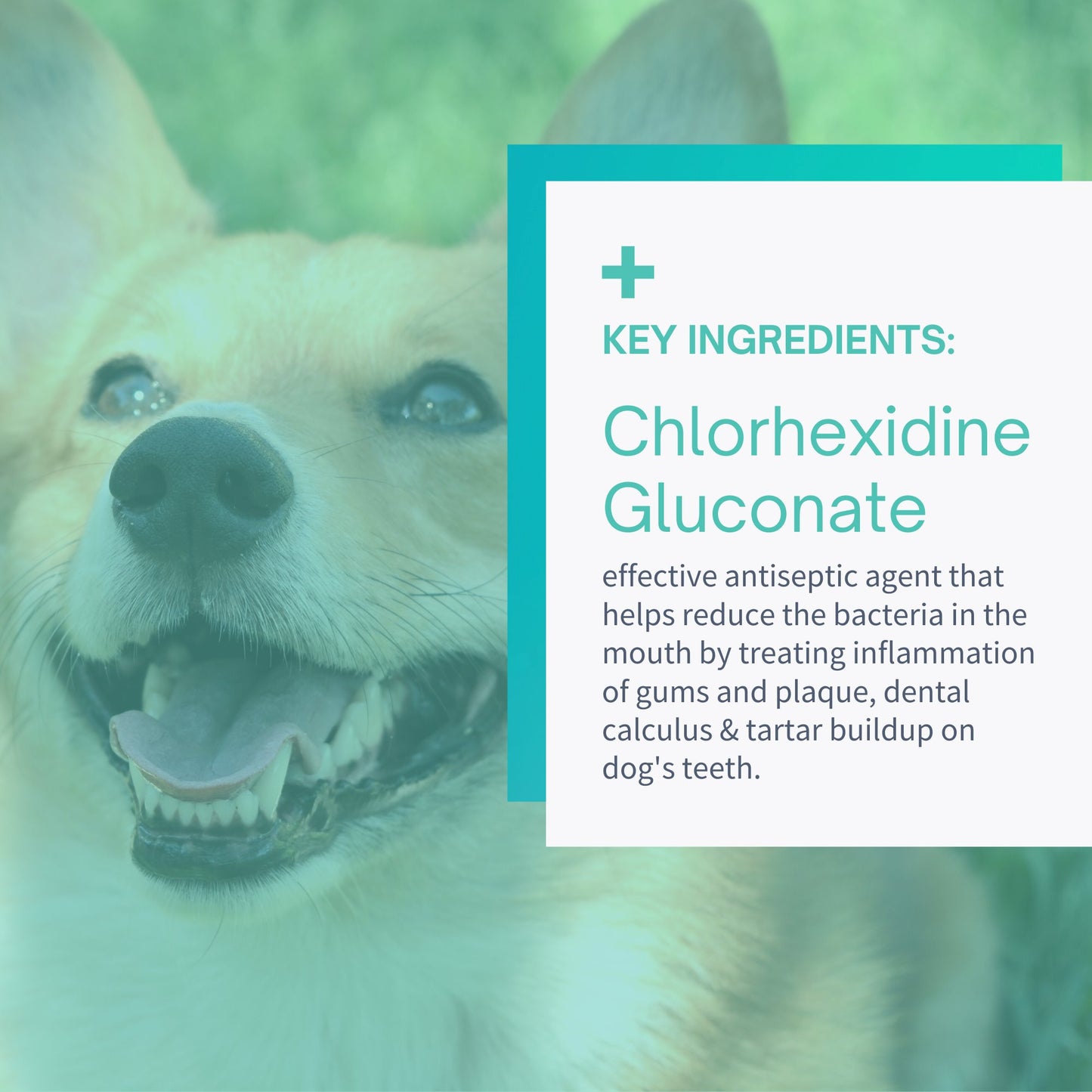 Plaque & Tartar Control Dental Wipes for Dogs - 50 Wipes