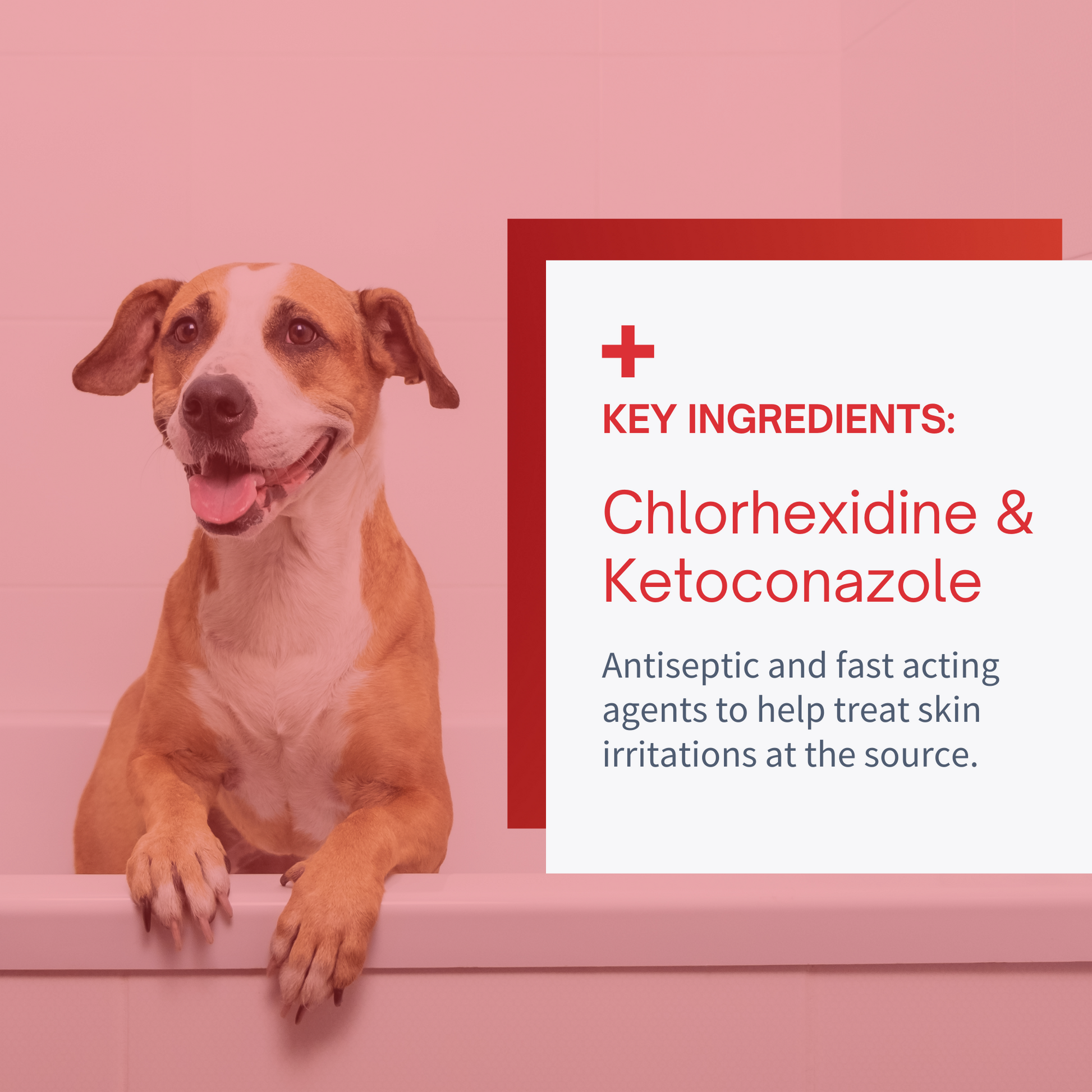 Chlorhexidine dog wash hotsell