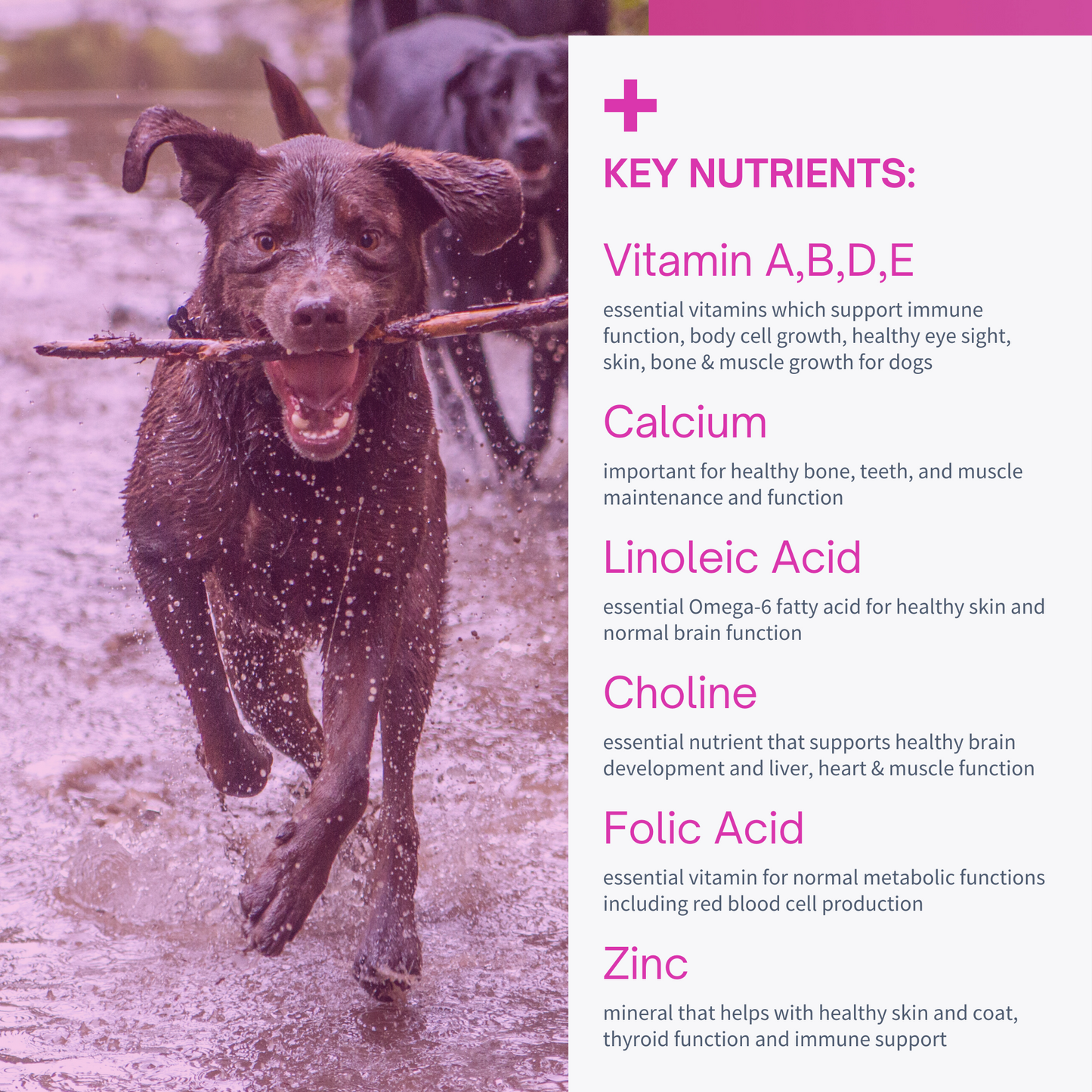 Multivitamin for Dogs - Essential Canine Blend - 60 Soft Chews