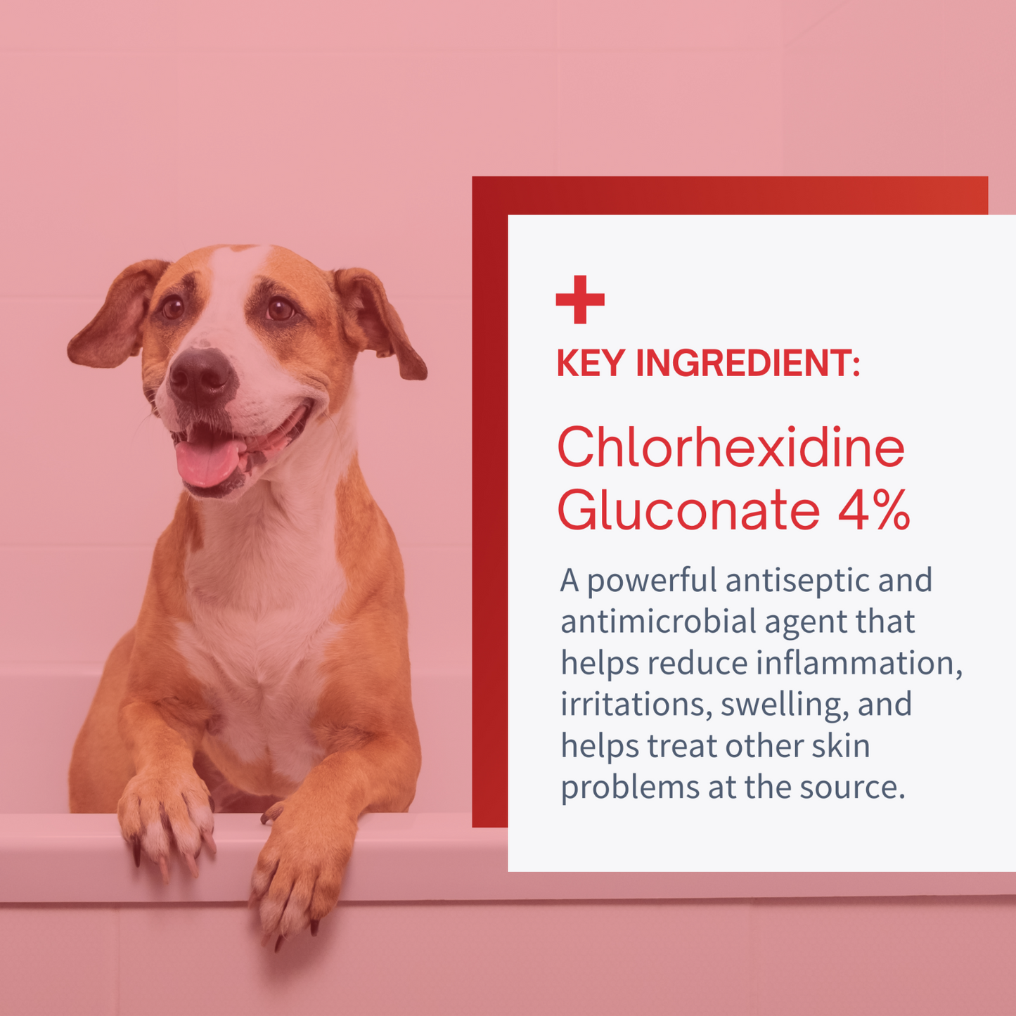 Chlorhexidine 4% Max Strength Shampoo Medicated Shampoo for Dogs & Cats