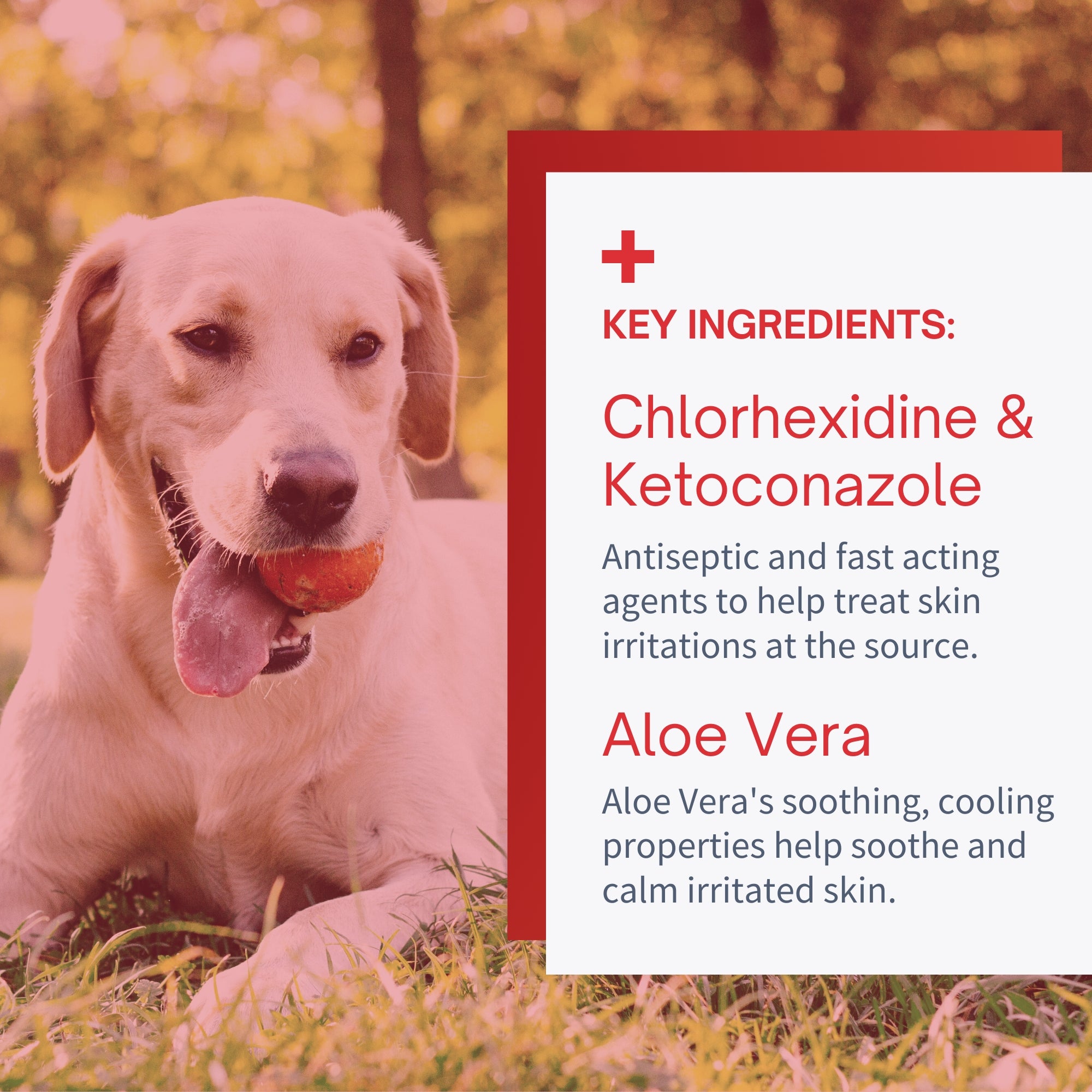 Chlorhexidine ointment hotsell for dogs